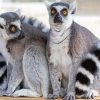 Ring Tailed Lemur Animals paint by numbers