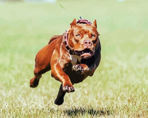Running Pitbull Dog paint by numbers
