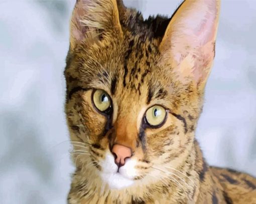 Savannah Face Cat paint by numbers
