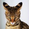Adorable Savannah Cat paint by numbers