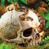 Snake On Jungle Skull paint by numbers