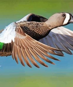 Teal Duck Flying paint by numbers