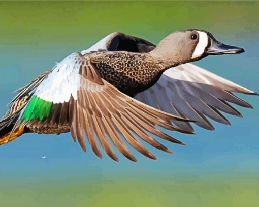 Teal Duck Flying paint by numbers