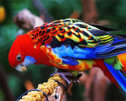 Colorful Eastern Rosella Bird paint by numbers