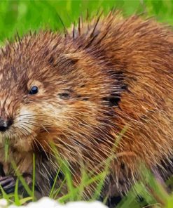 The Muskrat Rodent paint by numbers