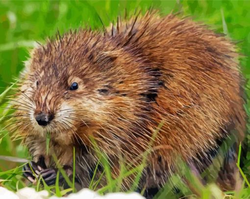 The Muskrat Rodent paint by numbers
