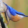 The Nuthatch Bird paint by numbers