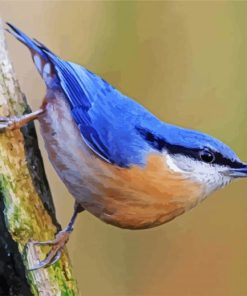 The Nuthatch Bird paint by numbers