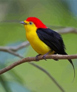 The Pipra Manakin Bird paint by numbers