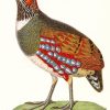 The Partridge Bird paint by numbers