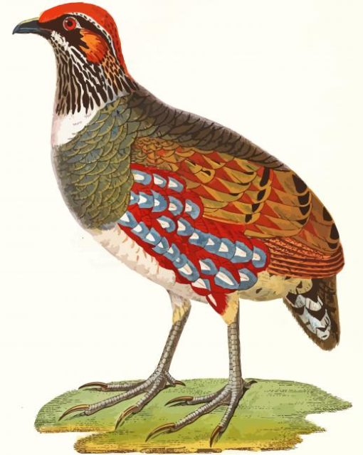 The Partridge Bird paint by numbers