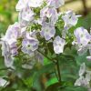 White Purple Phlox Flowers paint by numbers