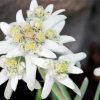 White Edelweiss Plants paint by numbers