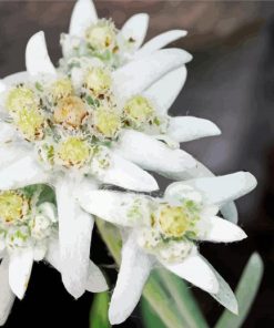 White Edelweiss Plants paint by numbers