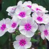 White Pink Phlox paint by numbers