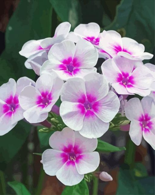 White Pink Phlox paint by numbers