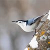 White Breasted Nuthatch Bird paint by numbers
