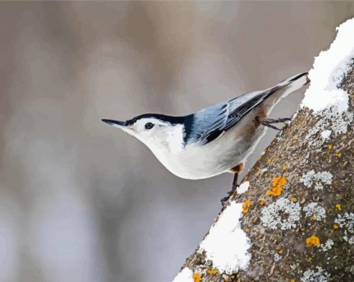 White Breasted Nuthatch Bird paint by numbers