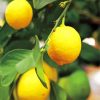 Aesthetic Yellow Lemon Tree paint by numbers