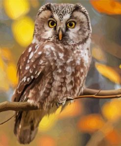 Zimbabwean Owl paint by numbers