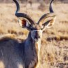 Aesthetic Kudu Animal paint by numbers