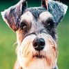 Cute Schnauzer Dog paint by numbers