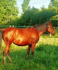 Adorable Brown Mare paint by numbers