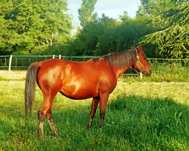 Adorable Brown Mare paint by numbers