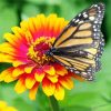 Beautiful Butterfly On Marigold main by numbers