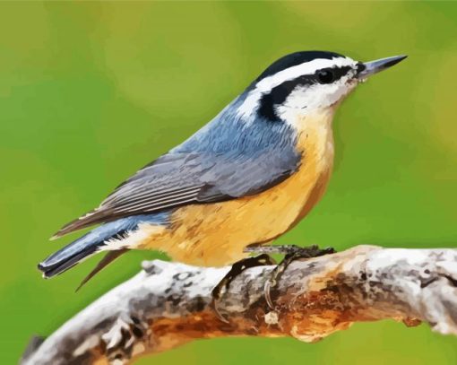 Nuthatch Bird On Branch paint by numbers