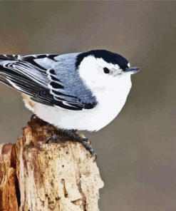 Cute Nuthatch Bird paint by numbers