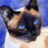 Illustration Siamese Cat paint by numbers
