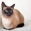 Wonderful Siamese Cat paint by numbers