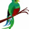 Aesthetic Quetzal Bird Art paint by numbers