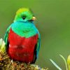 Beautiful Quetzal Bird paint by numbers