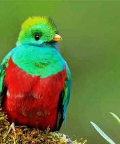 Beautiful Quetzal Bird paint by numbers