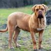 Beige Mastiff Dog paint by numbers