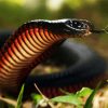 Black Cobra Snake paint by numbers