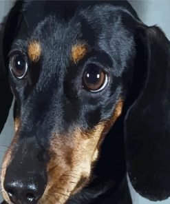Black Doxie Dachshund Dog Head paint by numbers