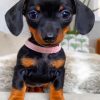 Adorable Doxie Dachshund Puppy paint by numbers