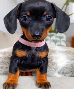 Adorable Doxie Dachshund Puppy paint by numbers