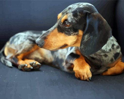 Black And Brown Doxie Dachshund paint by numbers