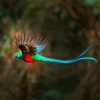 Quetzal With Long Blue Tailed paint by numbers