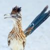 Blue Tailed Greater Roadrunner paint by numbers