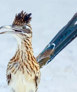 Blue Tailed Greater Roadrunner paint by numbers
