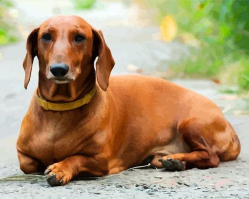 Brown Doxie Dachshund paint by numbers