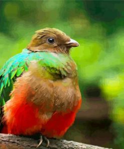 Brown Head Quetzal paint by numbers