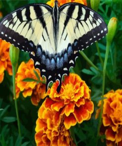 Butterfly On Marigolds Flowers paint by numbers