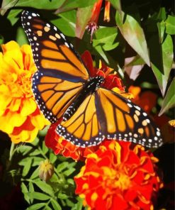 Butterfly On Marigolds paint by numbers