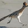 Greater Roadrunner Bird paint by numbers